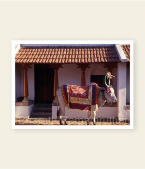 Indian Elephant Carving